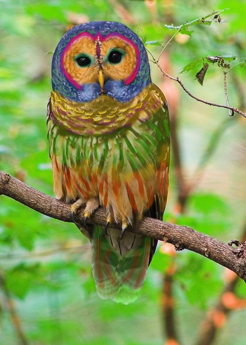SUPER rare Rainbow owl.